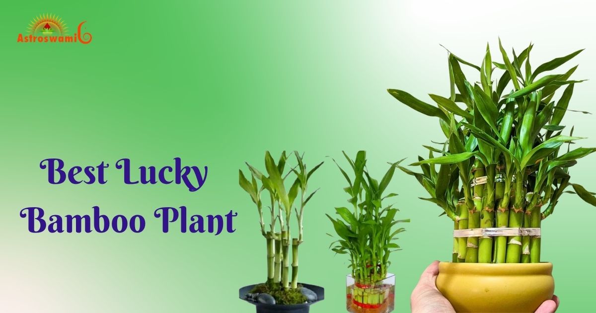 Best Lucky Bamboo Plant Placement That Will Make You Millionaire