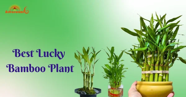 best lucky bamboo plant placement