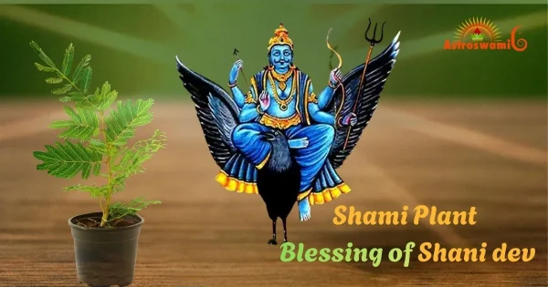 shami plant blessing of shani dev