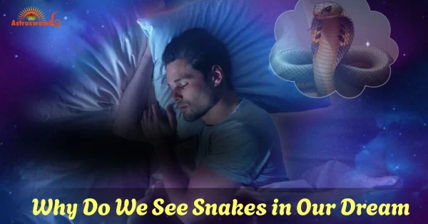 snakes in our dreams