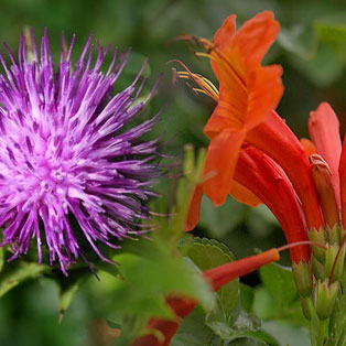 Aries Lucky Flower