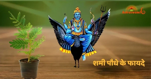 शमी पौधे